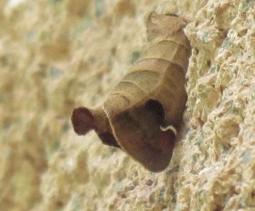 Clostera albosigma